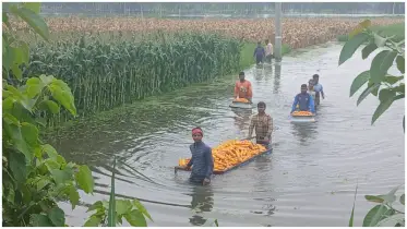 কুড়িগ্রামে তলিয়ে গেছে ২৯৯ হেক্টর ফসলি জমি