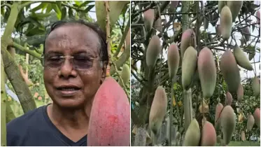 এ যেন বিদেশি আমের রাজ্য! এক বাগানে ৫৭ জাতের প্রায় ২৫০ আমগাছ