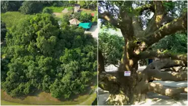 বটগাছ নয়, এটি এশিয়ার সবচেয়ে বড় আমগাছ, দেখতে লাগে টিকিট!