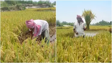 টাঙ্গন নদীর বুকে সোনালি ধান, দ্বিগুণ লাভে খুশি ঠাকুরগাঁওয়ের কৃষক