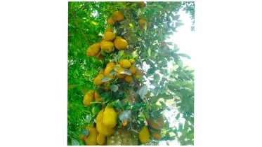 বীরগঞ্জে কাঁঠালের বাম্পার ফলন, আনন্দে মুখর চাষিরা