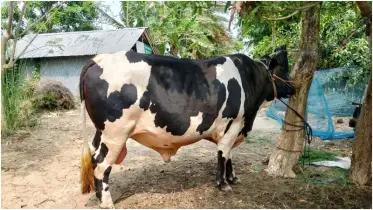 রাজশাহীর দুর্গাপুরে ১৫ মণের ‘বাহাদুর’, দাম হাঁকা হচ্ছে সাড়ে ৫ লাখ