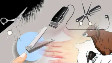 কোরবানির আগে চুল-নখ কাটায় নিষেধ: কেন এই বিধান, কীভাবে মানবেন শরিয়াহর নির্দেশনা?