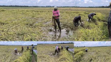 বরেন্দ্র অঞ্চলে ভাসছে কৃষকের স্বপ্ন!