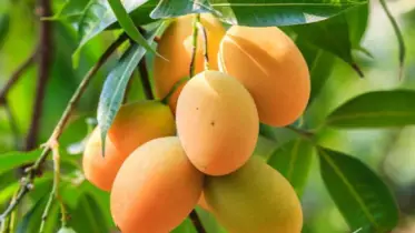 আম দীর্ঘদিন ভালো রাখার সহজ ৫টি উপায়