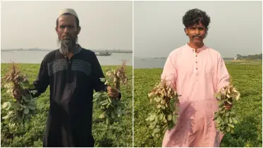 নবীনগরে বাদাম চাষকে ঘিরে স্বপ্ন বুনছেন কৃষকরা