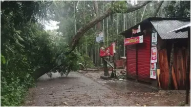 সড়কে গাছ, যান চলাচলে ভোগান্তি