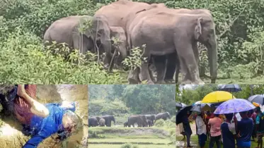 নালিতাবাড়ীতে বন্য হাতির আক্রমণে বিধবা নারীর মর্মান্তিক মৃত্যু