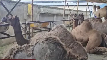 হঠাৎ মরুভূমির জাহাজের দেখা মিললো বেনাপোলে