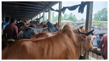 ক্রেতা সংকটে কুড়িগ্রামের ঐতিহ্যবাহী যাত্রাপুর গরুর হাট 