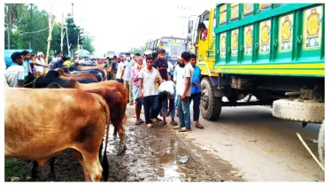 সান্তাহারে মহাসড়কে কোরবানির পশুহাট, তীব্র যানজটে নাজেহাল যাত্রীরা