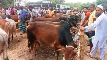 পঞ্চগড়ে পশুর হাটে গরুর তুলনায় ক্রেতা কম, দেখার লোক বেশি