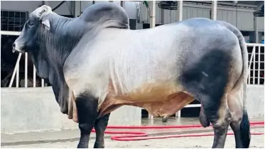 কৃত্রিমভাবে মোটাতাজা করা গরু চেনার উপায়