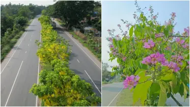 বাহারি ফুলে সেজেছে ঢাকা-চট্টগ্রাম মহাসড়ক