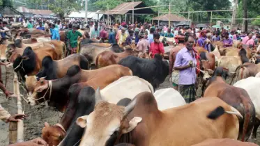 কোরবানির জন্য সুস্থ গরু চিনবেন কীভাবে?