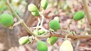 শাল-গজারির বন থেকে হারিয়ে যেতে বসেছে ‘আনাই গোটা’