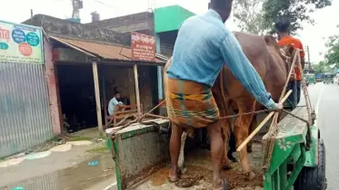 বেশি লাভের আশায় কোরবানির গরু নিয়ে রাজধানীমুখী ব্যাপারীরা