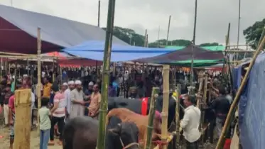 মুকসুদপুরে শেষ মুহূর্তে জমে উঠেছে বনগ্রাম বাজারের পশুর হাট 