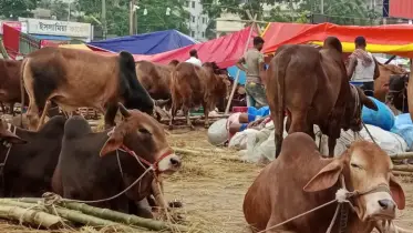 ছোট-মাঝারি গরুর বিক্রি তুঙ্গে, বড় গরু নিয়ে দুশ্চিন্তায় খামারিরা