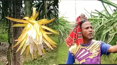 ইউটিউব দেখে ড্রাগন চাষ শেখা, সফলতার স্বপ্ন দেখছেন হাতেম আলী