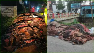 আখাউড়ায় পশুর চামড়ার ক্রেতা নেই, কেউ দিচ্ছে মাদ্রাসায়, কেউ বা মাটিচাপা