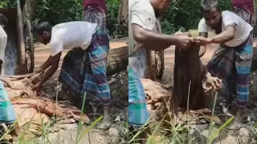 দাম না পাওয়ায় মাটিতে পুঁতে ফেলা হচ্ছে গরুর চামড়া 