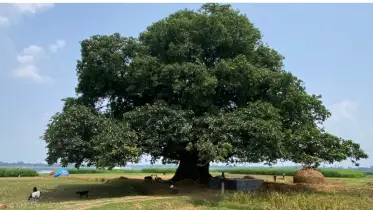 রাজশাহীতে ২০০ বছরের পুরোনো বট-পাইকর গাছ
