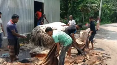     সরকারি দামে চামড়া বিক্রি অসম্ভব, অভিযোগ আড়তদারদের