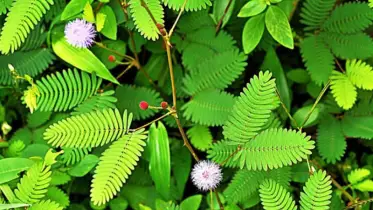 লজ্জাবতী গাছ: শুধু লাজুকই নয়, এর রয়েছে ঔষধি গুণ