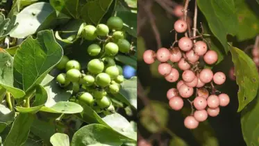 ঝিনাইগাতীতে আর চোখে পড়ে না বউলা