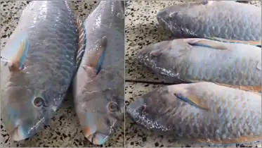 নি‌ষেধাজ্ঞা শে‌ষে সাগ‌রে জাল ফেল‌তেই ধরা পড়ল বিরল প্রজা‌তির টিয়া মাছ