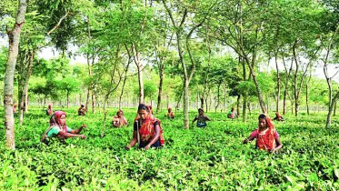 ভরা মৌসুমেও চোখে জল: পঞ্চগড়ে চায়ের পাতায় কৃষকের হাহাকার