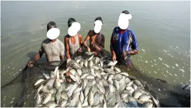 গরমে মাছের মৃত্যু ঠেকাতে মৎস্য চাষীদের জন্য করণীয়