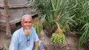 সাতক্ষীরায় কৃষিতে নতুন সম্ভাবনার বার্তা, খেজুর নার্সারিতে সবুজ স্বপ্নের চাষ