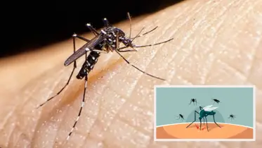 মশা কেন আপনাকেই কামড়ায়? জানুন মজার ৫টি বৈজ্ঞানিক ব্যাখ্যা
