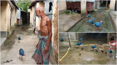 দিনে জলাশয়ে, রাতে ফারুকের ঘরে: কালিম পাখির ভালোবাসার টানে বাঁধা সংসার
