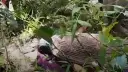 কমলনগরে ছালেহা হত্যাকাণ্ড: তদন্তের ৭ দিনেও নেই দৃশ্যমান কোনো অগ্রগতি