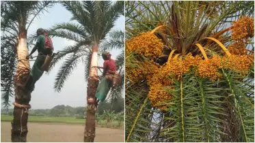 আমাদের নিজস্ব প্রাচীন সম্পদ ‘দেশি খেজুর’: পুষ্টি, উৎসব ও সম্ভাবনার গল্প