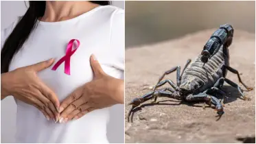 স্তন ক্যান্সার প্রতিরোধে যেভাবে কাজ করবে কাঁকড়াবিছার বিষ!