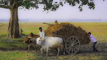 শেরপুরে বিলুপ্তির পথে ঐতিহ্যবাহী গরুর গাড়ি