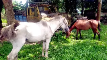 গরুর মাংস বলে ঘোড়ার মাংস বিক্রি, কসাই আটক