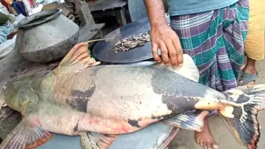পদ্মায় ধরা পড়েছে ৪২ কেজি ওজনের মহাবিপন্ন বাঘাইড় মাছ