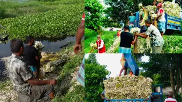 বর্ষার জলরঙে শাপলার স্বপ্ন: মুন্সীগঞ্জের আড়িয়াল বিলে জীবিকার গল্প