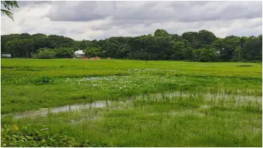 রাজবাড়ীর বালিয়াকুম খাল কাগজে আছে, বাস্তবে নেই 