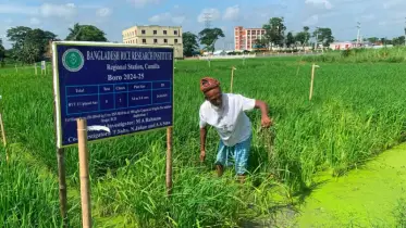 খালি হাতে দেশে ফেরা প্রবাসীর জীবন বদলে দিল ২ কেজি ধানের বীজ!