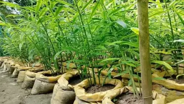 শেরপুরে বাণিজ্যিকভাবে বেড়েছে বস্তায় আদা চাষ
