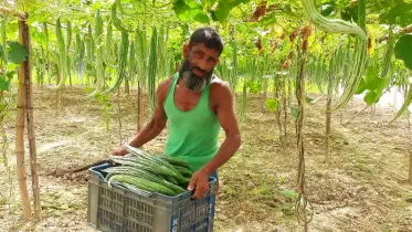 অল্প জমিতে আধুনিক পদ্ধতিতে চিচিঙ্গা চাষ, বদলে যাচ্ছে কৃষকের জীবন