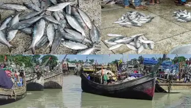 ইলিশের মৌসুমের ২৪ দিনে শত কোটি টাকার লোকসানে কলাপাড়ার জেলে-ট্রলার মালিকরা