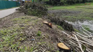 ফটিকছড়িতে সড়কের সরকারি গাছ কেটে বিক্রি করলেন প্রধান শিক্ষক