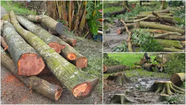 বাউফলে পরিবেশবান্ধব ৪ শ’ গাছ কেটেছে প্রতিপক্ষ
